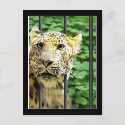 Carte Postale Mishap au zoo (Devant)