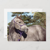 Carte postale Miss Peppy Shu (Devant / Derrière)