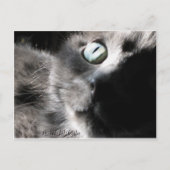 Carte Postale "Miss Precious" (Devant)