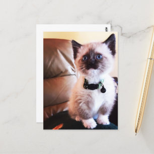 Carte Postale Miss You Fuzzy Adorable Siamese Kitty Photo