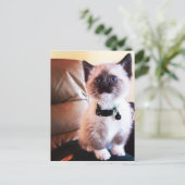 Carte Postale Miss You Fuzzy Adorable Siamese Kitty Photo (Debout devant)