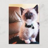 Carte Postale Miss You Fuzzy Adorable Siamese Kitty Photo (Devant)