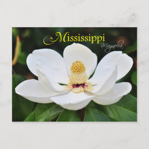 Carte Postale Mississippi State Flower : Magnolia