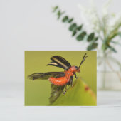 Carte Postale Missouri Beetle Débouchant Ses Ailes. (Debout devant)