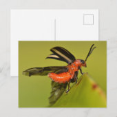 Carte Postale Missouri Beetle Débouchant Ses Ailes. (Devant / Derrière)