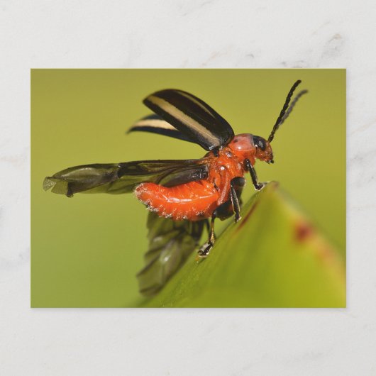 Carte Postale Missouri Beetle Débouchant Ses Ailes. (Devant)