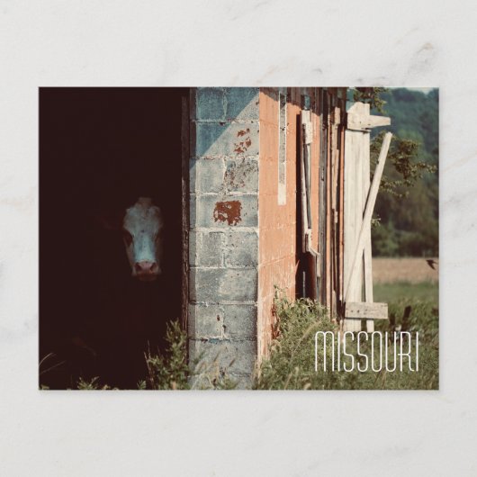 Carte postale Missouri Cow (Devant)