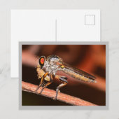 Carte Postale Missouri Damselfly. (Devant / Derrière)