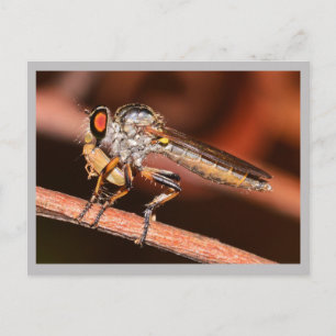 Carte Postale Missouri Damselfly.
