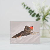 Carte Postale Missouri Dance Fly. (Debout devant)