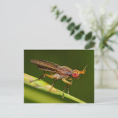 Carte Postale Missouri Fly. (Debout devant)