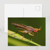 Carte Postale Missouri Fly. (Devant / Derrière)