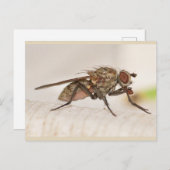 Carte Postale Missouri Fly. (Devant / Derrière)