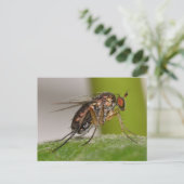 Carte Postale Missouri Fly. (Debout devant)