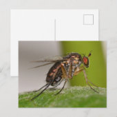 Carte Postale Missouri Fly. (Devant / Derrière)