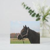 Carte Postale Missouri Foxtrotter (Debout devant)