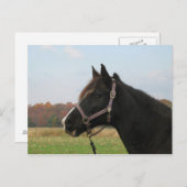 Carte Postale Missouri Foxtrotter (Devant / Derrière)