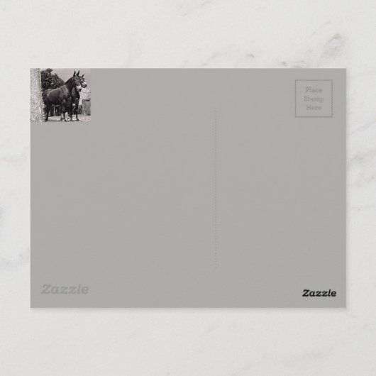 Carte Postale Missouri Mule (Dos)