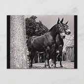 Carte Postale Missouri Mule (Devant)