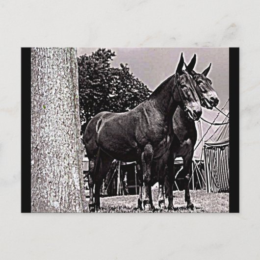 Carte Postale Missouri Mule (Devant)