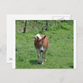 Carte Postale MIssouri Mule (Devant / Derrière)