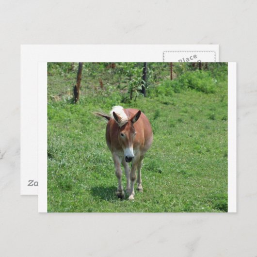 Carte Postale MIssouri Mule (Devant / Derrière)