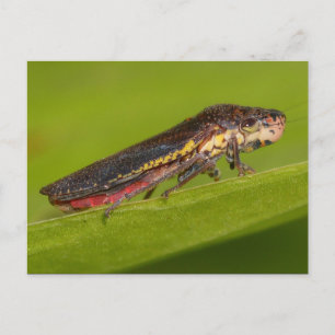 Carte Postale Missouri Plante Hopper.