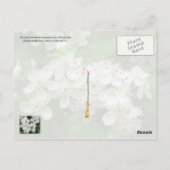 Carte Postale Missouri State Flower : Hawthorn (Dos)