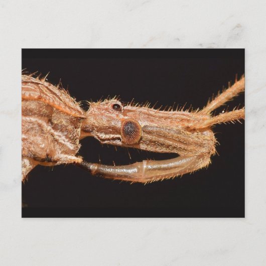 Carte Postale Missouri Vrai bug. (Devant)