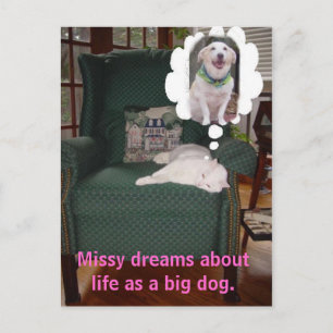 Carte Postale Missy rêve de la vie comme un gros chien.