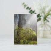 Carte Postale Mist du matin sur Rhododendron (Debout devant)