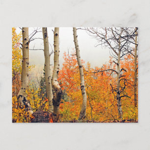 Carte Postale Misty Automne Aspen
