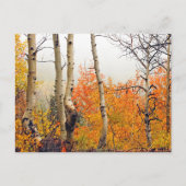 Carte Postale Misty Automne Aspen (Devant)