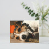 Carte postale Misty - Bâton à mâcher (Debout devant)