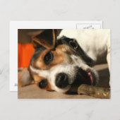 Carte postale Misty - Bâton à mâcher (Devant / Derrière)