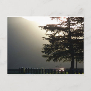 Carte Postale Misty Fir Tree at Shasta Dam Postcard