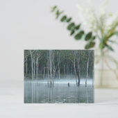 Carte postale Misty Gumtree (Debout devant)