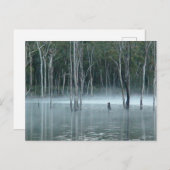 Carte postale Misty Gumtree (Devant / Derrière)