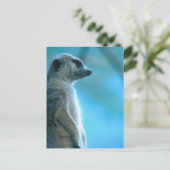 Carte Postale Misty Meerkat (Debout devant)