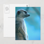Carte Postale Misty Meerkat (Devant / Derrière)