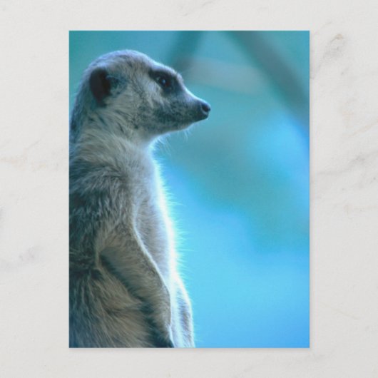 Carte Postale Misty Meerkat (Devant)
