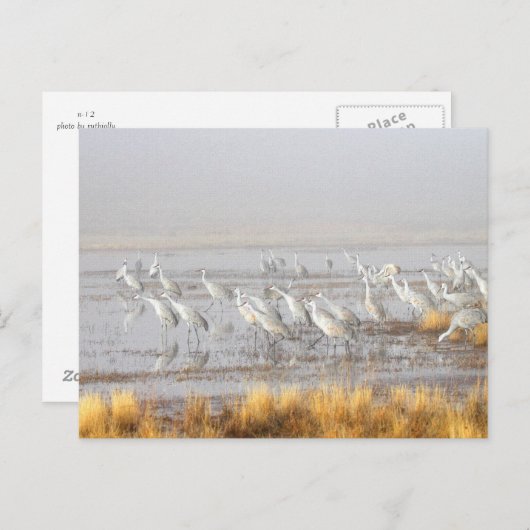 Carte Postale Misty Sandhill Cranes (Devant / Derrière)