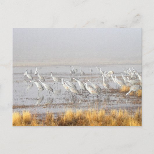Carte Postale Misty Sandhill Cranes (Devant)