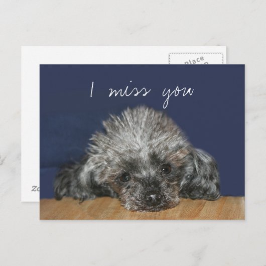 Carte Postale Mlle, caniche d'argent (Devant / Derrière)