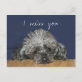 Carte Postale Mlle, caniche d'argent (Devant)