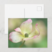 Carte Postale Mlle Satomi'de Kousa de cornus de la fleur | de (Devant / Derrière)