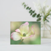 Carte Postale Mlle Satomi'de Kousa de cornus de la fleur | de (Debout devant)