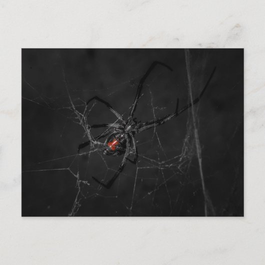 Carte Postale Mme Black (Devant)