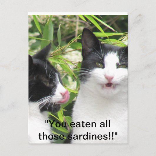 Carte Postale "mmmmm sardines ! ! ! ! ! (Devant)