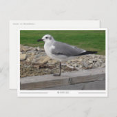 Carte Postale Mobile Alabama Seagull (Devant / Derrière)